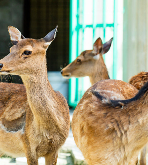 大池動物園イメージ