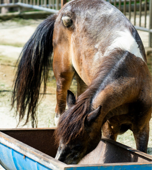 大池動物園イメージ
