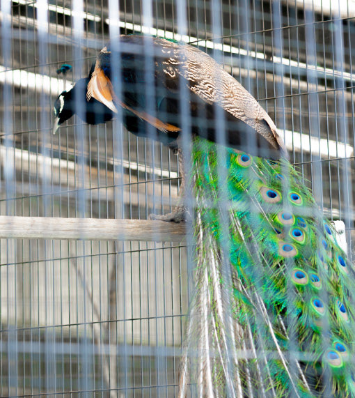 大池動物園イメージ